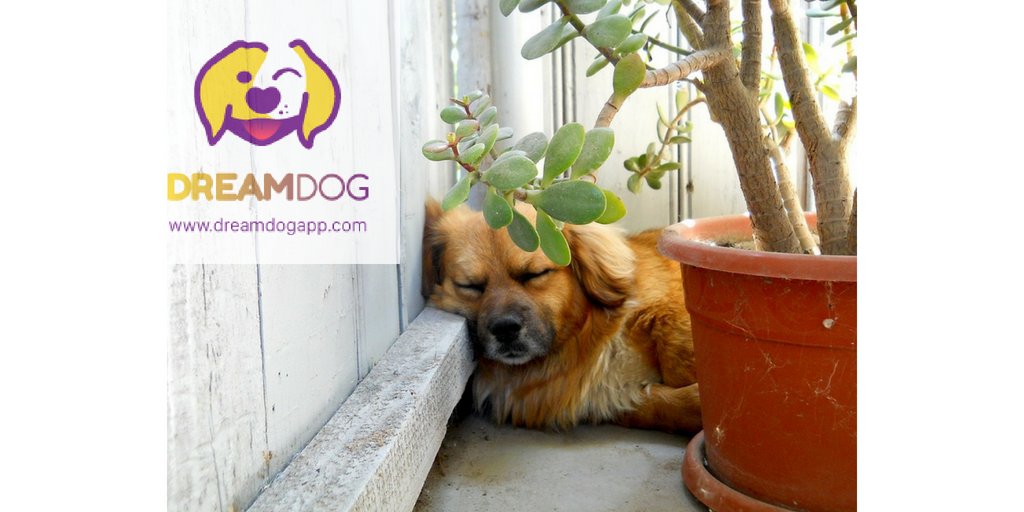 One of a dogs best the best qualities is he ability to sleep almost everywhere #DreamDog
dreamdogapp.com