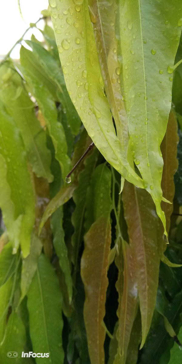 _int3rc3pt0r_'s tweet image. #RainDrop #ShotOnInFocus #Vision3Pro 
#BeyondYourVision