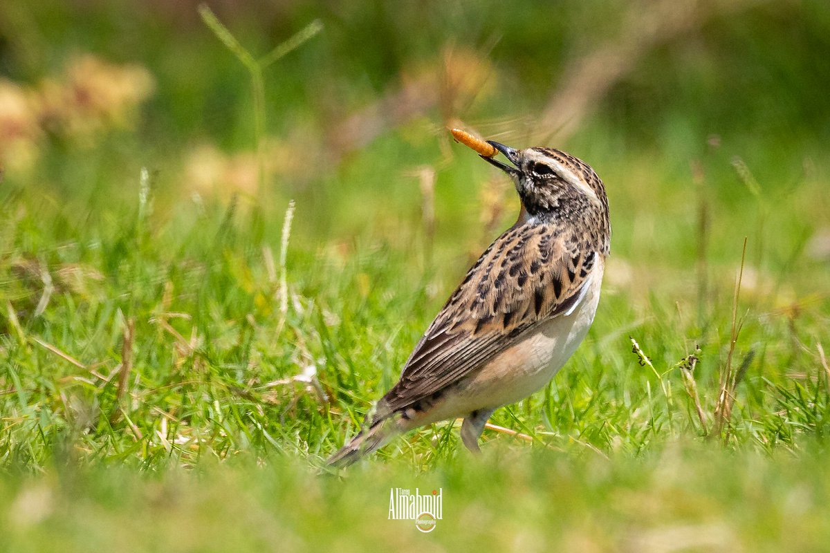 Almahmid's tweet photo. Whinchat, #whinchat #wildlife #wildlifephotography #birds #kuwait #bnaider #canon #canonphotography https://t.co/hl95UlWqCT
