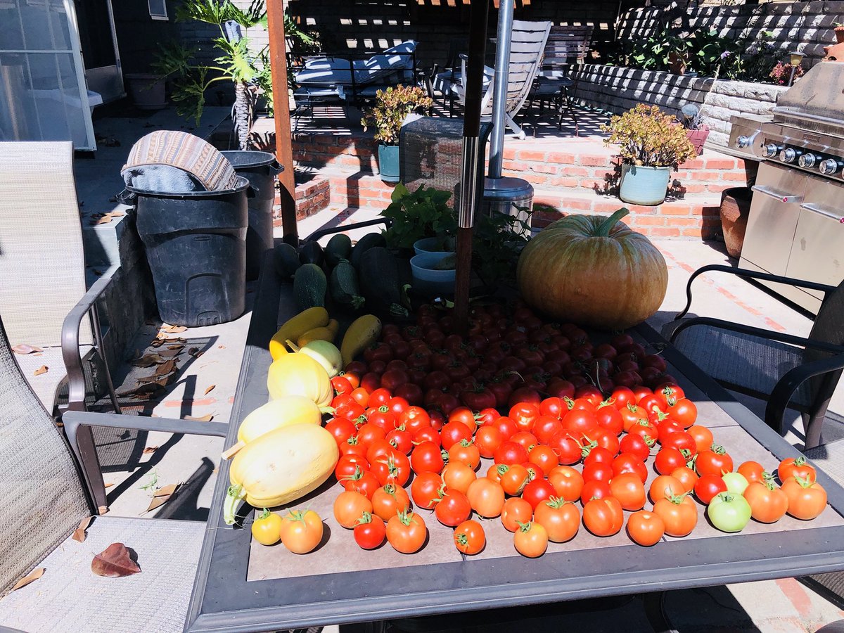 gary_bork's tweet photo. Today’s Veggie garden haul #zucchini #crookneck #garden #pumpkin #crooknecksquash #squash #spaghetti #spaghettisquash #butternutsquash #butternut #tomato #tomatoes https://t.co/mnR93uh5P9