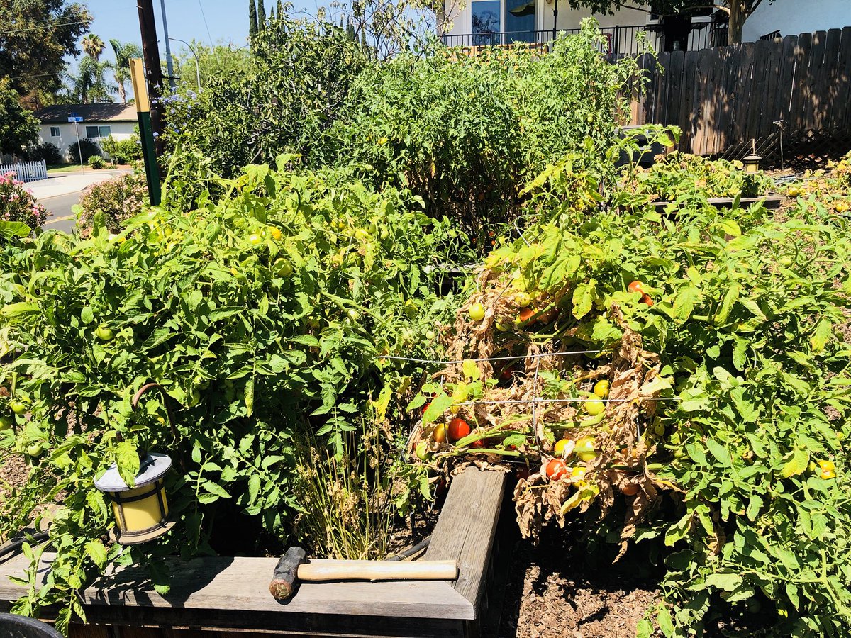 gary_bork's tweet photo. My tomato plants broke my cages and the small green stakes - went got some green fence 7ft posts #zucchini #crookneck #garden #pumpkin #crooknecksquash #squash #spaghetti #spaghettisquash #butternutsquash #butternut #tomato #tomatoes https://t.co/B5JmmRQeeF