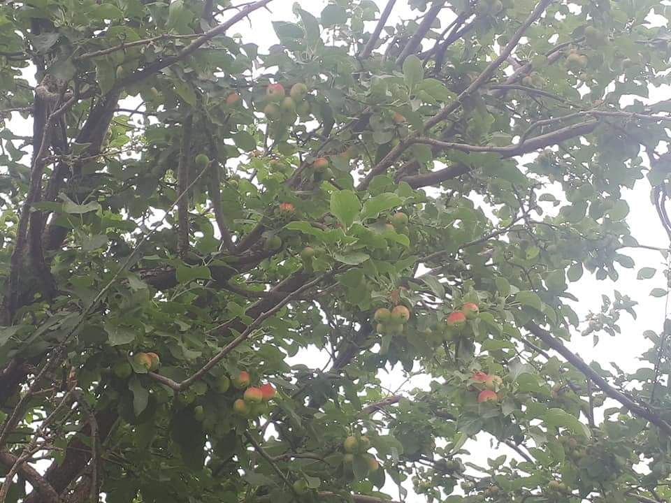 TamirBmng's tweet photo. Сайхан мэдээ: Энэ халуун хуурай говийг хангай болтол нь хөдөлмөрлөдөг хүн байна. Монголд алим ургадаг юм байна #гэнээ Баян говь https://t.co/7OeFlT8I3g