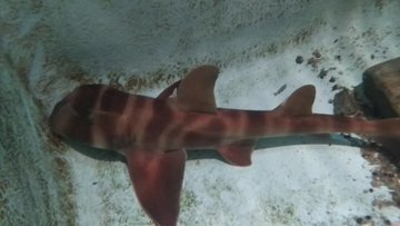 かわいいサメといえば ネコザメ 生息域 生態 大きさ 特徴 寿命 動画など Musea Blog ミューゼアブログ