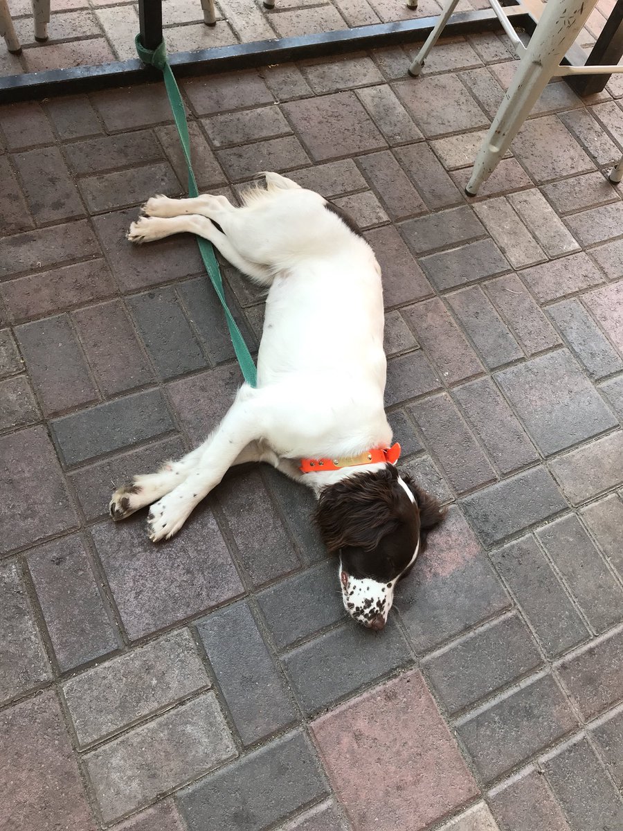 DuchessUplands's tweet photo. Visited @Leavenworth with my Dad. Went to #blewittbrewing. Then we went to #cured. It was a long day and I needed a nap. https://t.co/5KXS7EqfHl