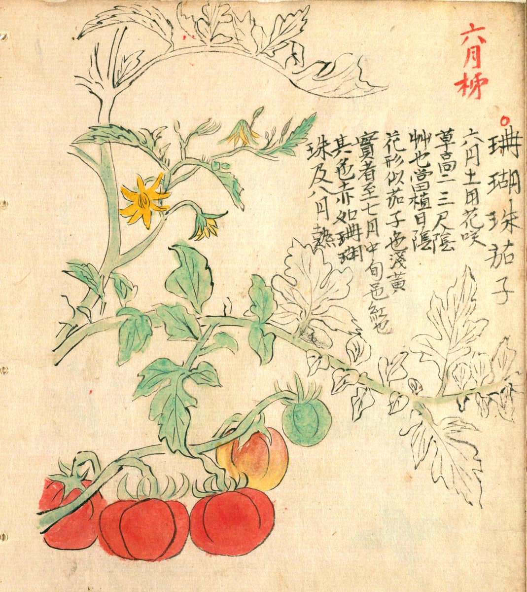 Ouchi 暑い日は冷やしたトマトがおいしい 江戸時代のトマトは観賞用で 別名 六月柿 珊瑚珠茄子 珊瑚樹とはまたきれいな響き 東莠南畝讖 T Co Upxeqaymhi