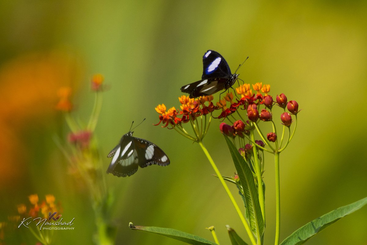 kvnaushad's tweet photo. DANAID EGGFLY║https://t.co/xz1cxj7Ddp    

#NikonD7100 #Sigma150500 
#Danaid #Eggfly #Butterfly #insect #Jeddah #Saudiarabia #nature #tropical #wildlife #flower #garden #hypolimnas #male #wings #misippus #species #flora #flying #leaf #fly #plant #blooming #flower #blossom https://t.co/GGHsjFD8U9