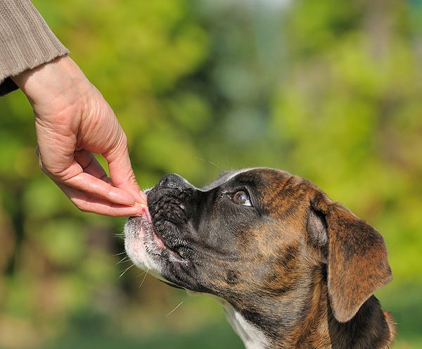 OzDogLover's tweet photo. *** Early Bird Offer closes JULY 15 ***
New #dogtraining 2-day Seminars in #Brisbane, #Melbourne & #Sydney from #DeltaInstitute during August 2018.
Learn about #dogbehaviour & positive, reward-based training methods.
https://t.co/iJ0cpJuNJj https://t.co/Tzba25EvBQ