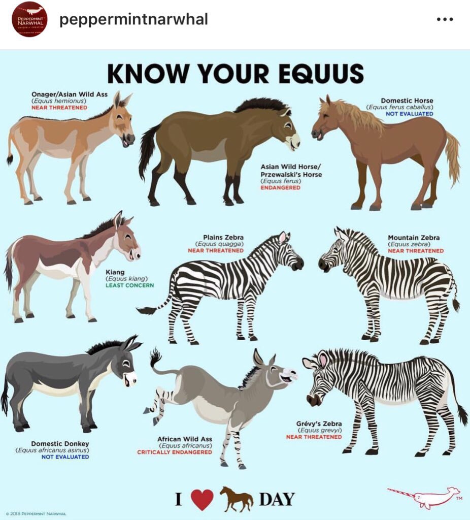 James Richard on Twitter: "Today is apparently “I ️ horses” day