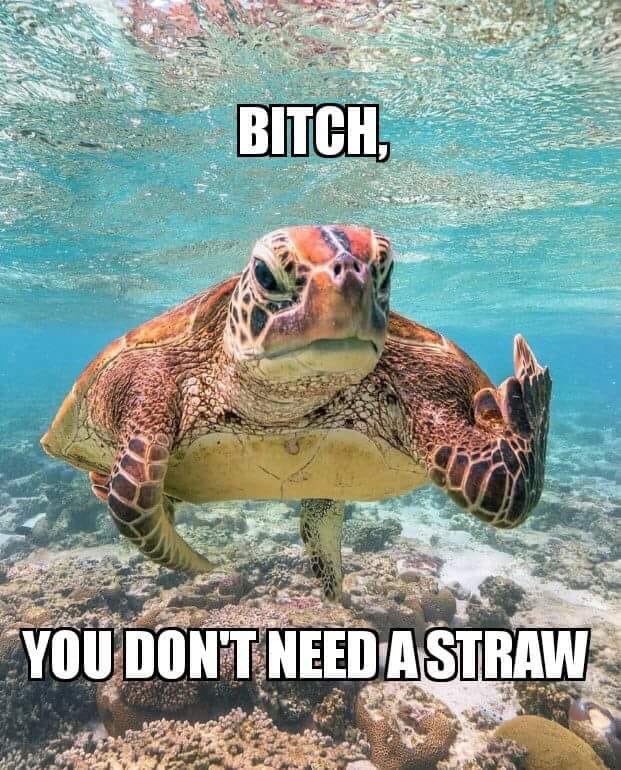 Don’t piss of the turtles...Use reusable stainless steel straws. 💚#turtle #plasticfree #zerowaste #sustainability #sustainable #sustainablefashion #sustainableliving #stainlesssteelstraw #reducereuserecycle #reduce #reuse #recycle #plasticsucks #PlasticPollution #savetheocean