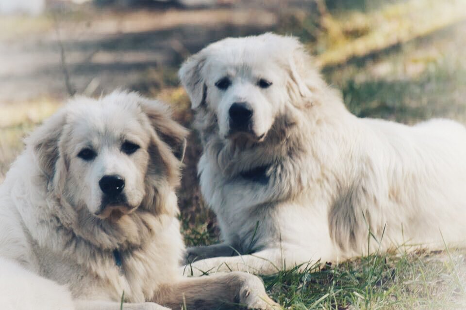 CottonField1111's tweet photo. @sophialave I do!! I have 2 and have a 300 acre farm !  Are they still available ?? Her are my 2 https://t.co/fxTFTsvWh2