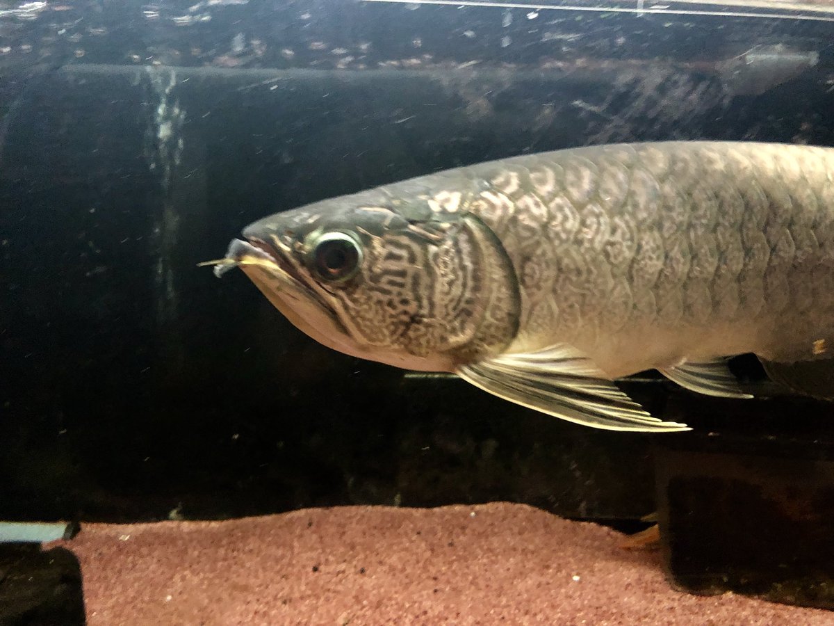 激レア！ミャンマーバティクアロワナです！【杉並区引き取り限定】