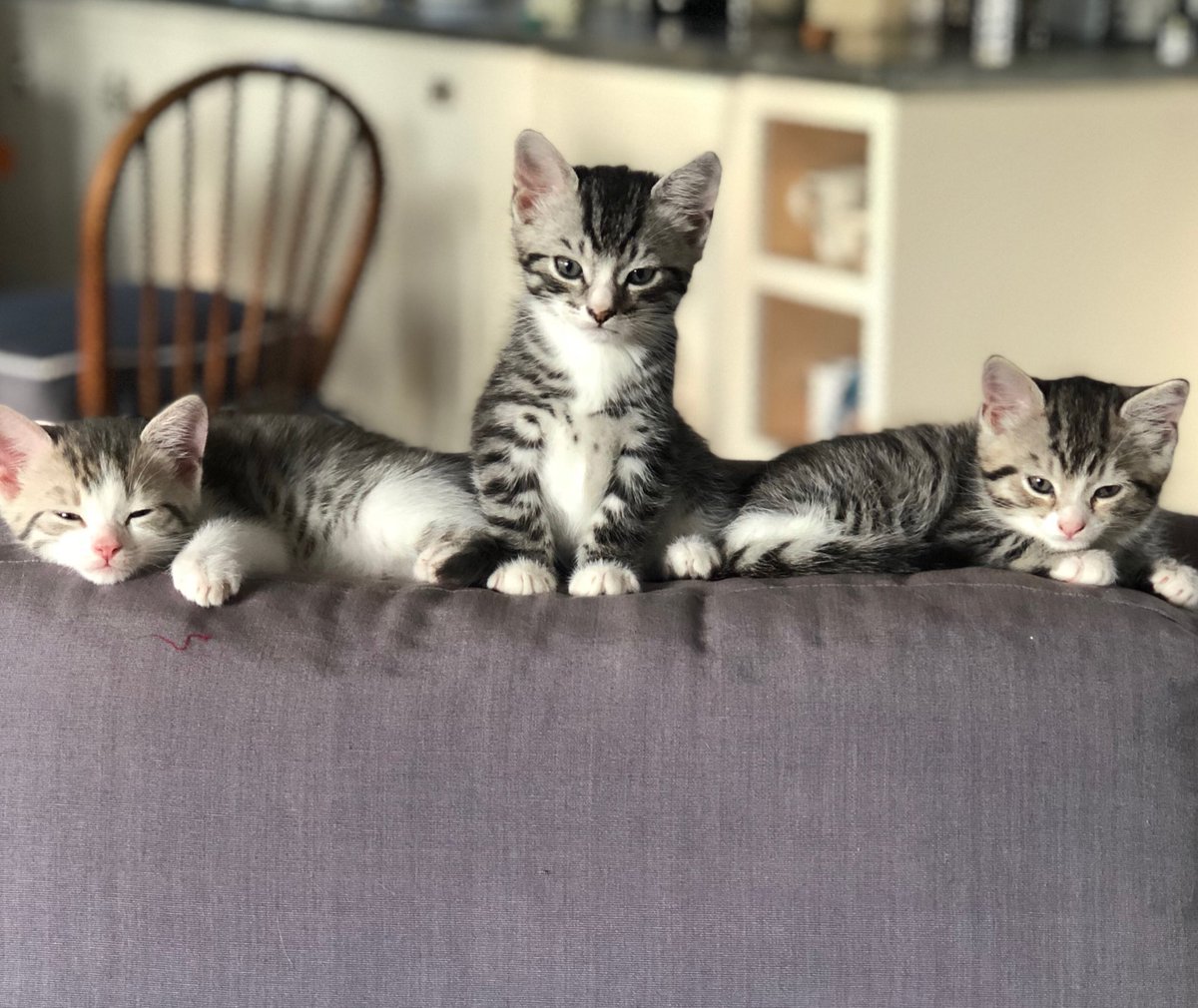 emma freud 💙 🔴 tweet media