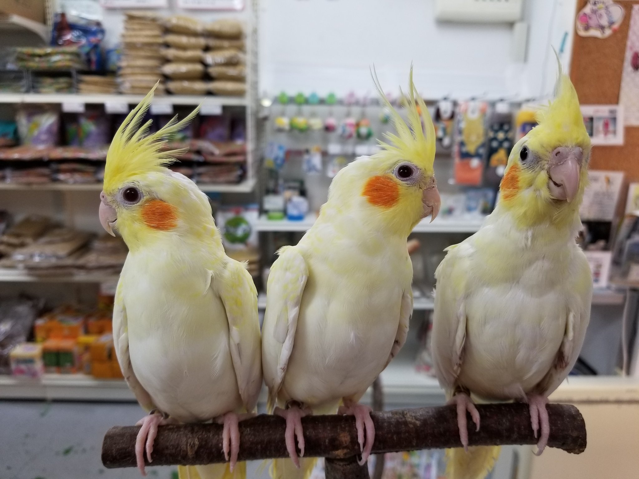 Twitter 上的 こんぱまる横浜店 ルチノーパールさんたち パール模様がとてもきれいです オカメインコ ルチノーパール T Co 3hphami4x3 Twitter