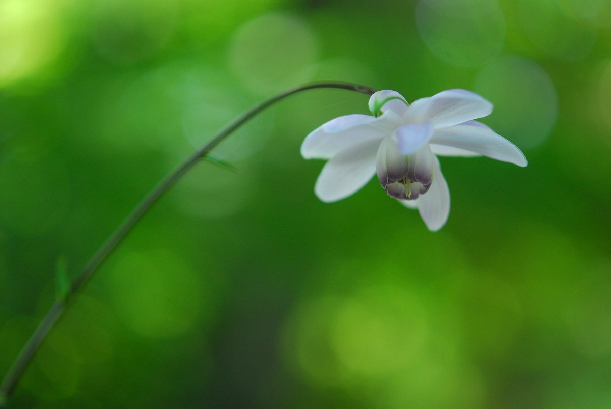 六甲高山植物園 涼しげに咲く レンゲショウマ の花 キンポウゲ科レンゲショウマ属 山地の林内に生える多年草 一属一種の植物で 日本にしか自生しない日本固有種です 美しい花 樹林区にて咲いています