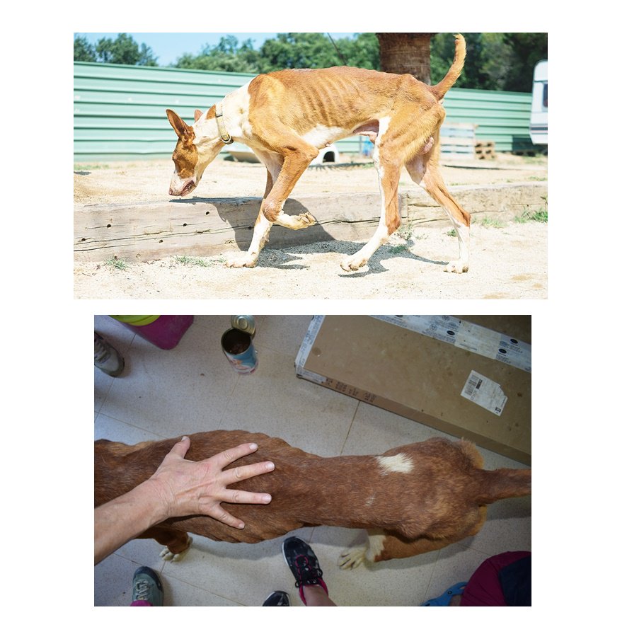 protemataro's tweet photo. #SOScaçadors Els 39 gossos rescatats de caçador necessiten acollida. Per ara no es poden donar en adopció. Si podeu acollir, enviar correu a info@protectoramataro.org. 
🆘Donacions 👉 https://t.co/zXQQdYn2R1 https://t.co/SnkpxJlR1A