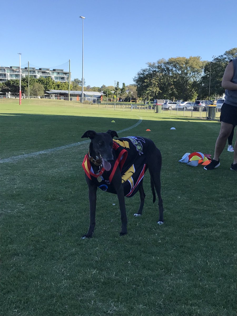 BrisComCup's tweet photo. Whiskey is a fierce Rocking Horse supporter and pumped for the big match on 29 July!
#briscomcup https://t.co/lhCQOqCfhx