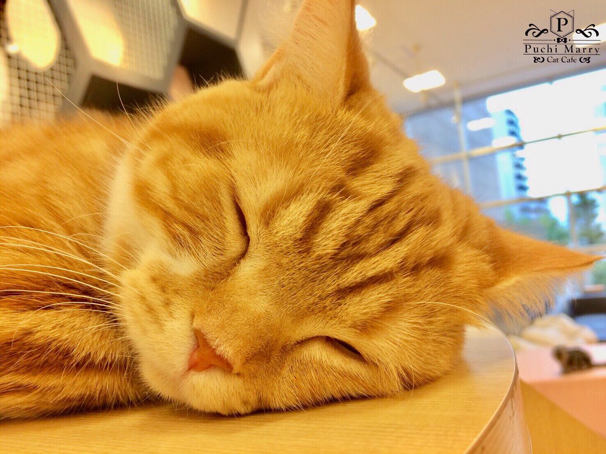 猫カフェぷちまりー Puchi Marry A Twitter 札幌店からマカロンちゃんのかわいい寝顔 Puchimarry ぷちまりー Catcafe 猫カフェ Cat 猫 ネコ ねこ 猫好きな人と繋がりたい にゃんだふるらいふ ねこ部 仙台 熊本 札幌 ラソラ札幌 イーアス札幌