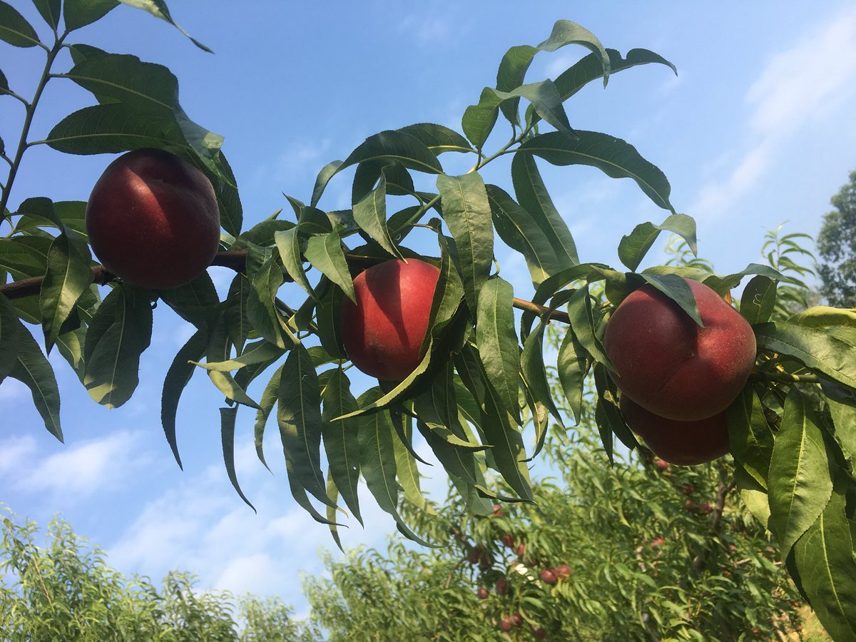 AgricolaCosta's tweet photo. Inizia una nuova stagione di Pesche! 🤩#mariocosta #roero #peschedicanale #fieradelpesco https://t.co/rWkd8wjY9F
