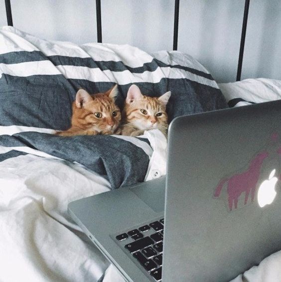 insidestoreldn's tweet photo. Sunday Mood π
#Sundays #sundaymorning #liein #netflixandcats #futureandfound https://t.co/zTv73RHvKB