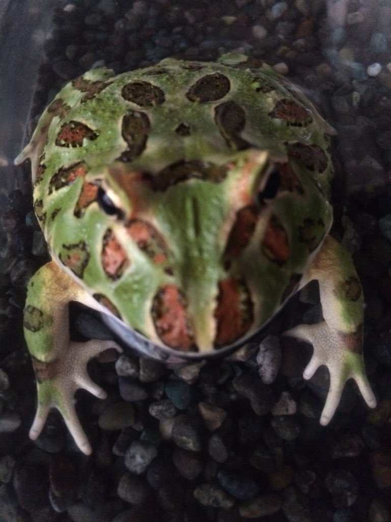 ｃｉｅｌ ａｌｅｎｃｏｎ シエル 糞でフンッて顔になってたから掃除中 最近 阿部寛 グリーン の鳴き声がよく聞こえる 意外とカワイイ声かも知れない こやつは男かも知れない 模様が薄いとメスって言うよね 前に半田水園に薄い子もいたなぁ