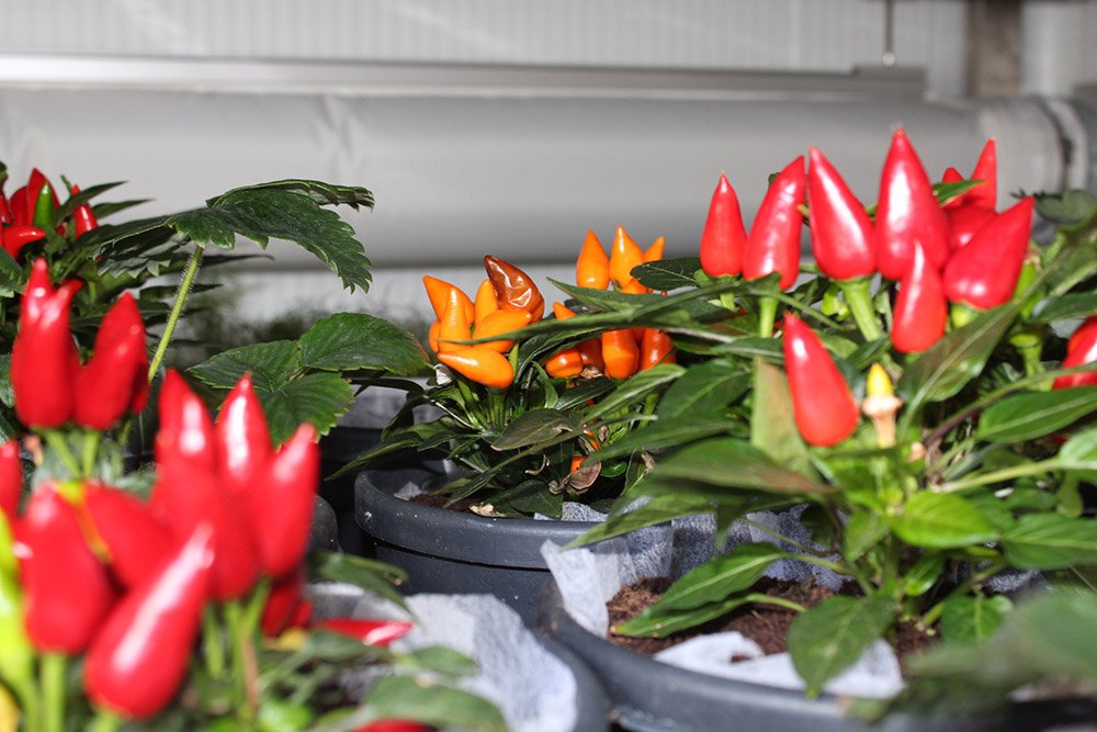 growmodule365's tweet photo. Some like it hot, do you? Think inside the box with GrowModule365 https://t.co/lv3flhCRvg