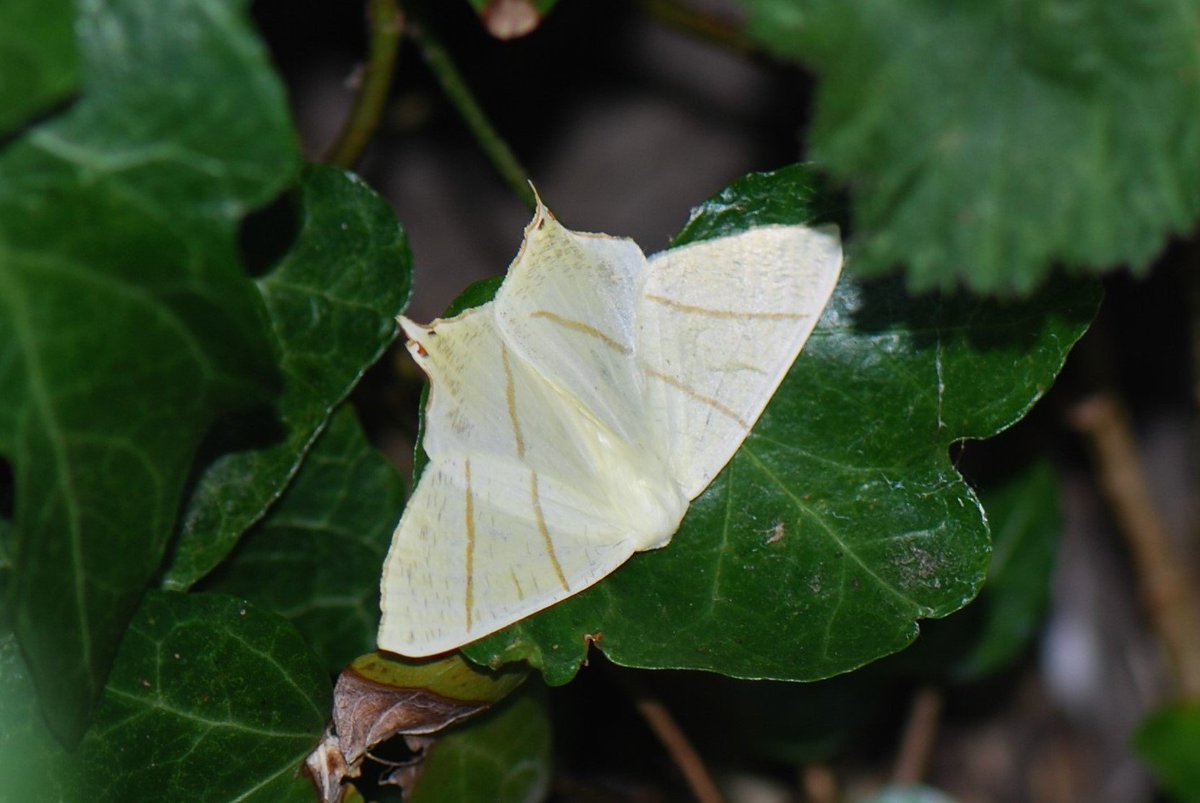 tanagertim's tweet photo. Swallow-tailed Moth (Ourapteryx sambucaria) in garden this morning @RoseNWF @WansteadBirding @WansteadBirder @JWFHeal @BadgerVaughan @essexbna https://t.co/VAFoVBYf0Q