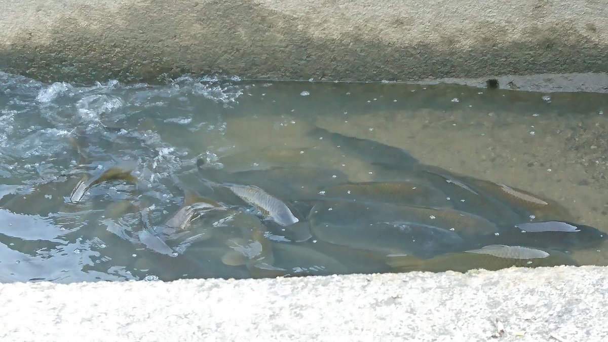 頭おかしいためくる これ全部鯉だよぅ お魚キラーには是非入らないでいただきたい 鯉 大和川