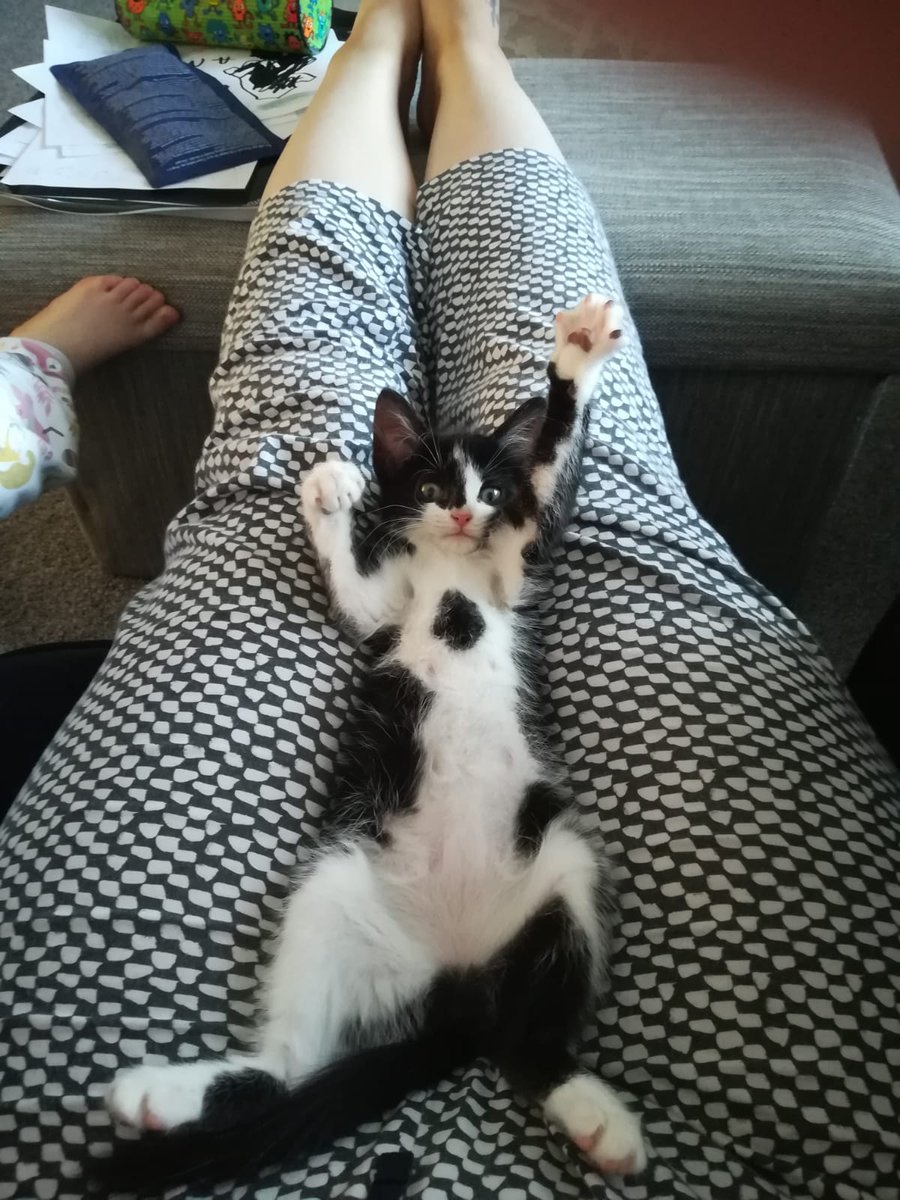 millymoosthecat's tweet photo. My little friend pretending to be #jordanpickford #worldcup #cats #CatsOfTwiter https://t.co/emdPIgrGKJ