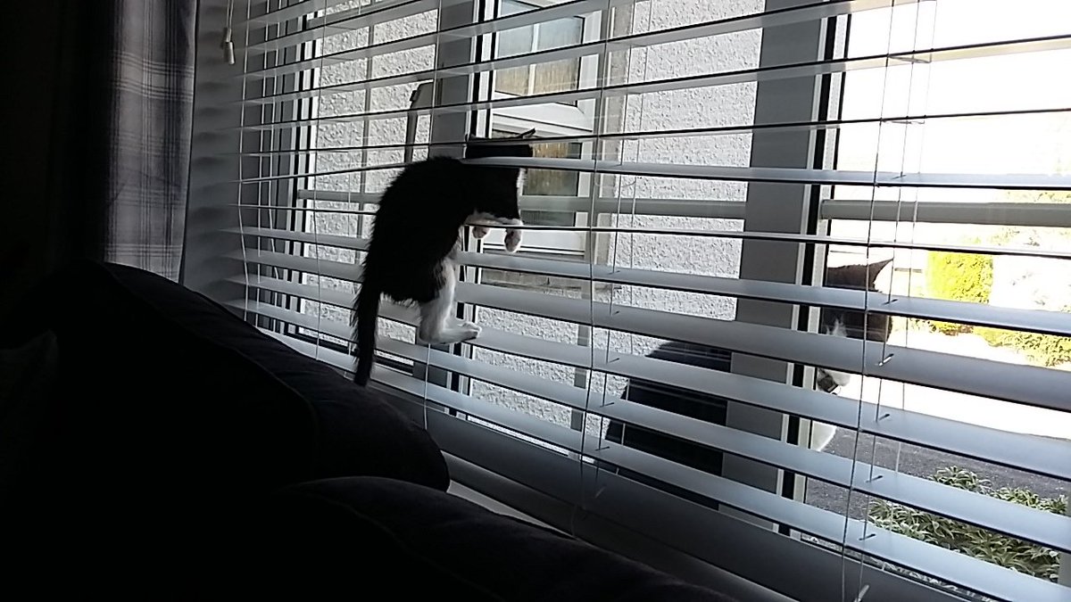 millymoosthecat's tweet photo. Are you blind! #boo https://t.co/j3xkjDWxTw