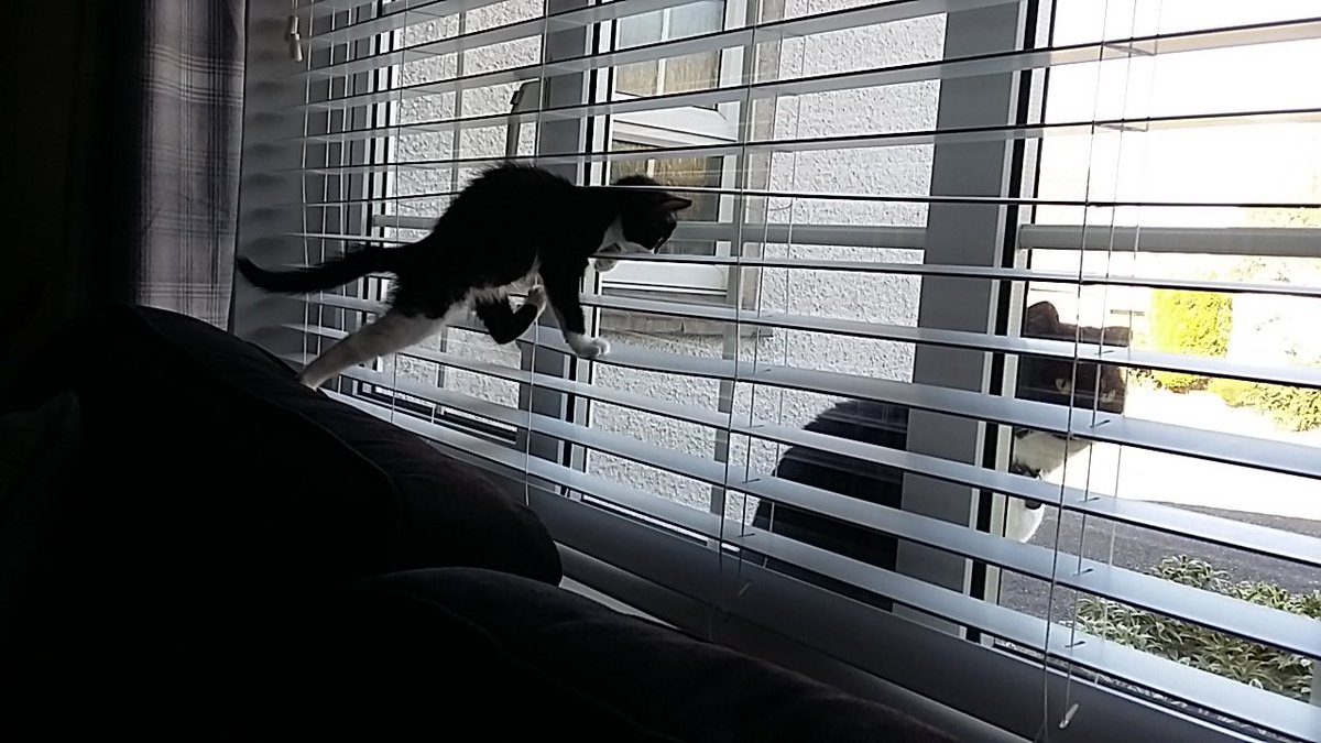 millymoosthecat's tweet photo. Are you blind! #boo https://t.co/j3xkjDWxTw