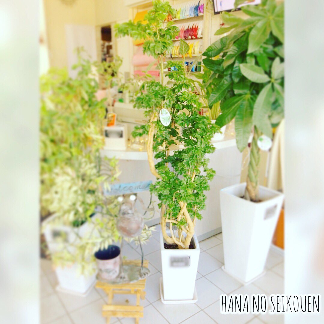 花の精興園 こんにちは 本日は観葉植物です ポリシャス の紹介です 大型観葉植物としてはもちろん 小型観葉や水耕培のハイドロカルチャーとしても人気のポリシャス 小さな葉が密に茂る涼しげな姿が魅力的ですね お客様