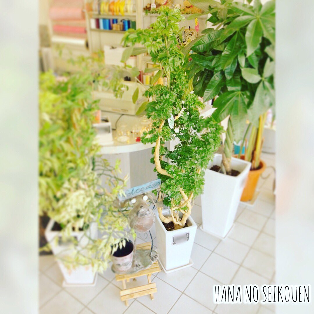 花の精興園 こんにちは 本日は観葉植物です ポリシャス の紹介です 大型観葉植物としてはもちろん 小型観葉や水耕培のハイドロカルチャーとしても人気のポリシャス 小さな葉が密に茂る涼しげな姿が魅力的ですね お客様