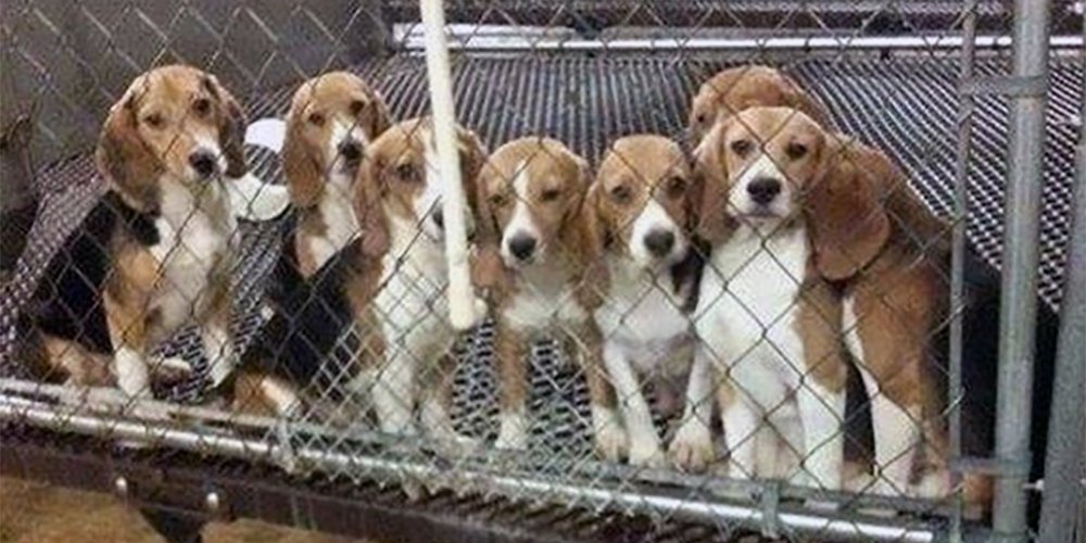 TheAgentMaddi's tweet photo. Still LOTS more signatures needed on this one!
SIGN/RT
Surely #Beagles deserve a life outside of a Laboratory don't they? Give them the chance of a loving family.
https://t.co/hQpvs7nE17
#Rehome #FreeLabBeagles #vivisection #AnimalResearch https://t.co/VjhMG1tJOc