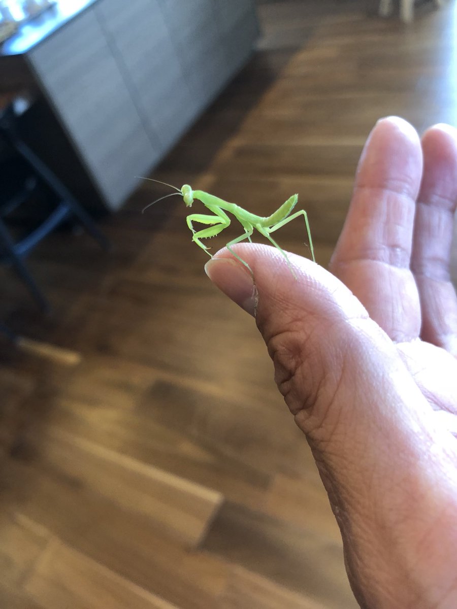 武井壮 在 Twitter 上 頭になんか付いてるなあ と思ったら赤ちゃんカマキリだった 可愛い 植木に逃がしてあげたらシャキッと鎌構えてお礼してきた T Co Ryzskgevs1 Twitter