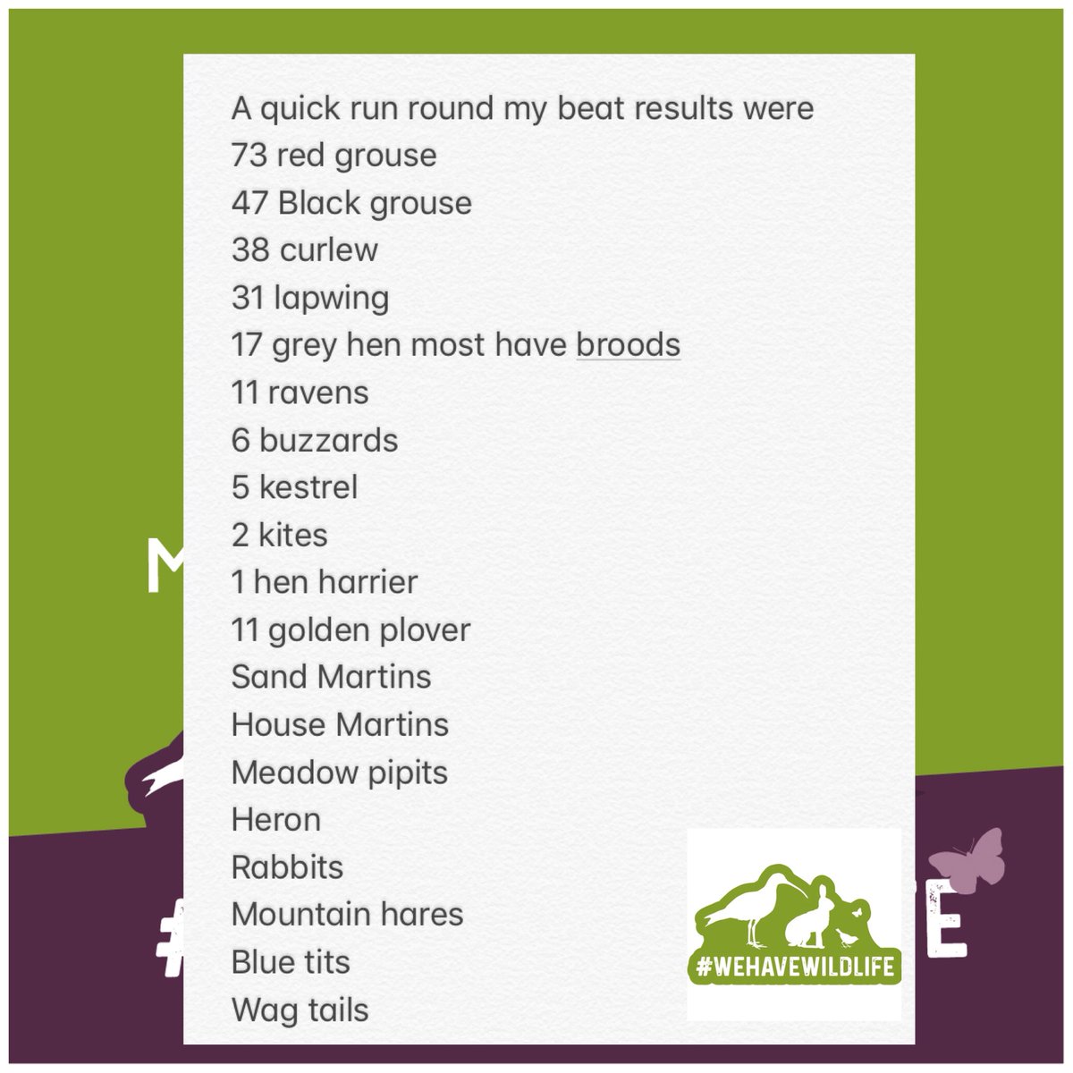 AGMG_UK's tweet photo. After taking quick run round his beat this morning, one of the Millden #headkeepers noted the following...
#wehavewildlife #managedmoor #gamekeepers #wildlife #millden #agmg @giftofgrouse @gmg_uk https://t.co/wlIL5Vqit2