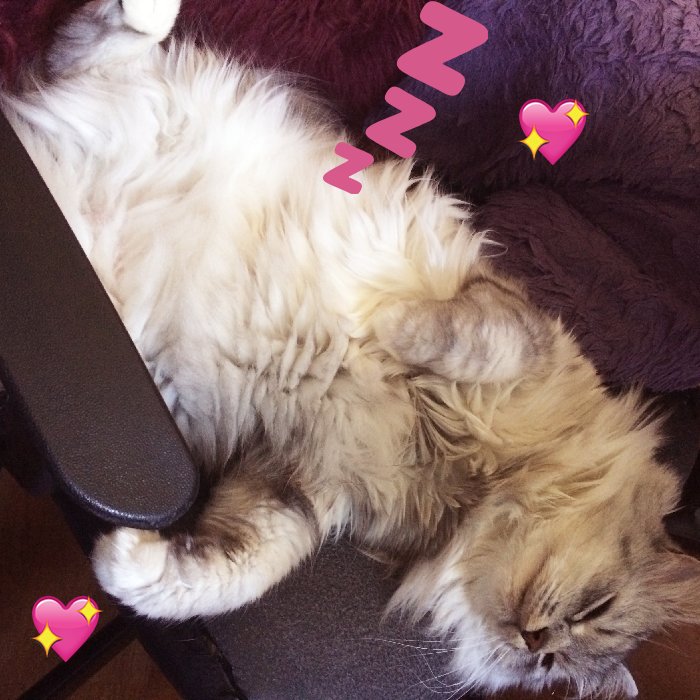 Kasdeyarose's tweet photo. This years visit from Jolene (my aunts cat) went by super fast! He was here for 3 weeks and it felt like 1 week. He slept a lot, played with everything, and went crazy chasing birds outside. Let's hope next year will be just as fun! 😺✨💞💞💞 https://t.co/nK3f3BvesC