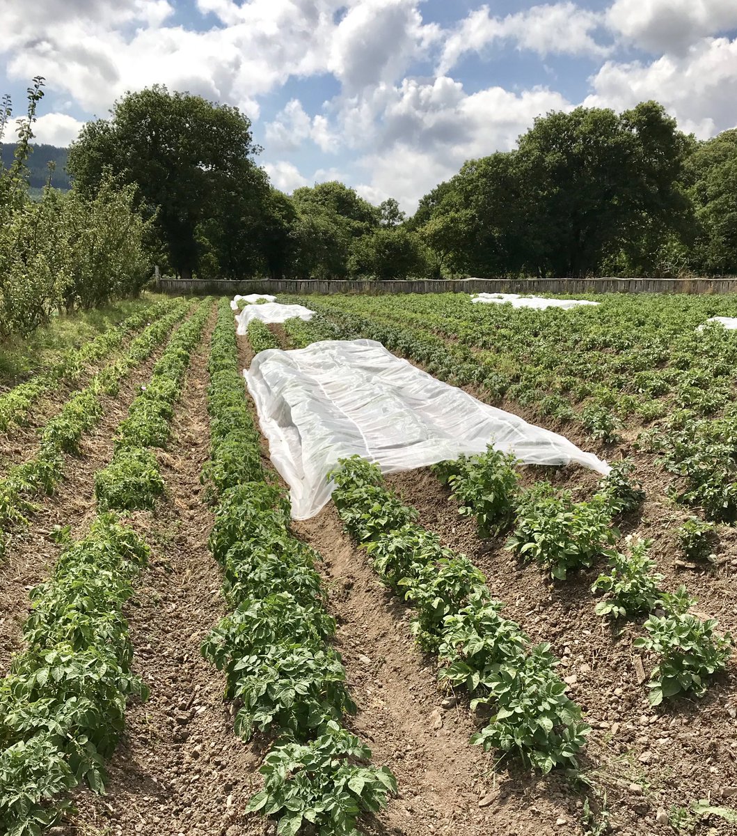 Mesh in position at Pandy Farm. Does mesh control late blight?<a href="/sustfarming1/">Tony Little</a> <a href="/OGAgrowers/">Organic Growers Alliance</a> <a href="/IFarmers/">Innovative Farmers</a> <a href="/SoilAssociation/">Soil Association</a> Come to Wednesday's field lab and hear all about it.