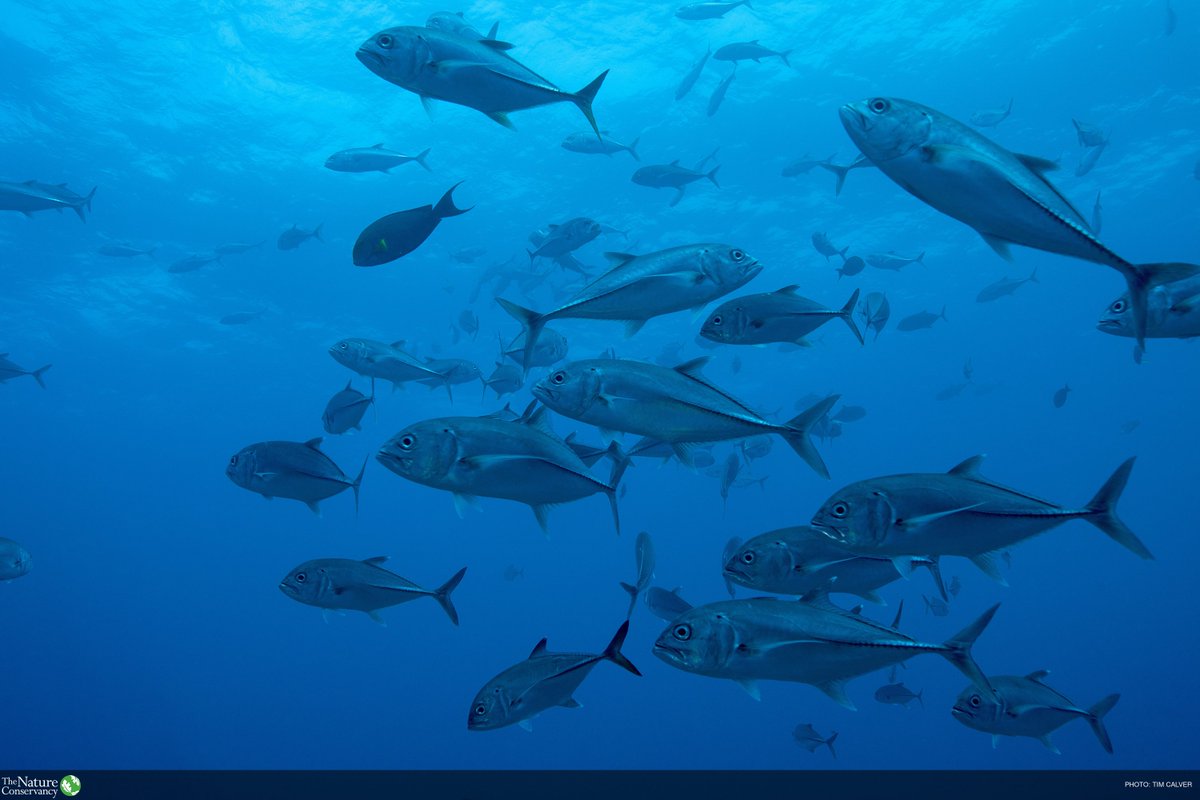 nature_ny's tweet image. All those fishy faces look the same to you? #DYK that scientists are using facial recognition technology on fish to provide data for sustainable fisheries management? Read more about these and other technological innovations being used: bit.ly/2NF7EOb