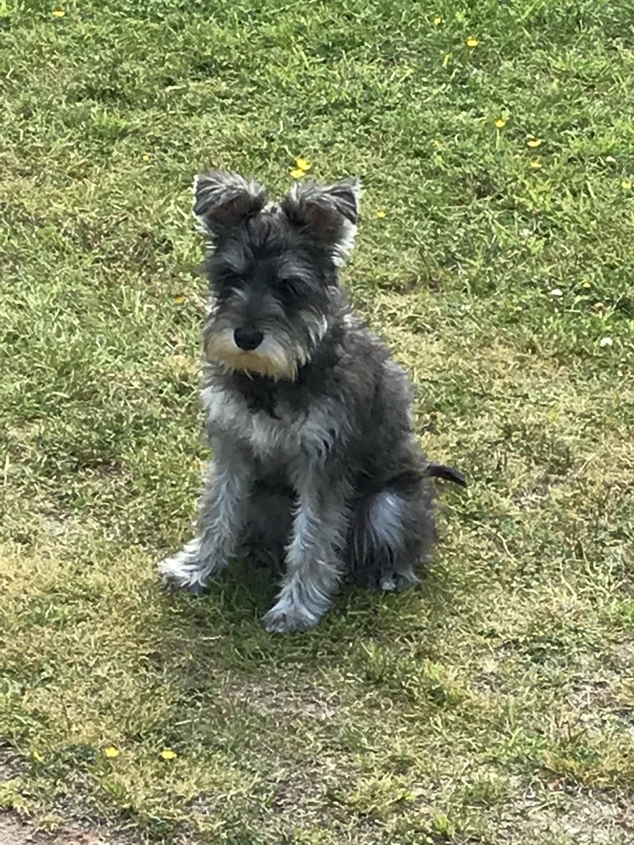 moffat_wigwams's tweet photo. Lexie, one of our visitors this week. Absolutely gorgeous ๐ถ #dogfriendly #familyfun #DogLife #lotsofwalks #hillwalking @wigwamholidays @cargendave @DGWGO @VisitMoffat @VisitDG @GGOwners @cargenhounds https://t.co/8aRuIX7TIX
