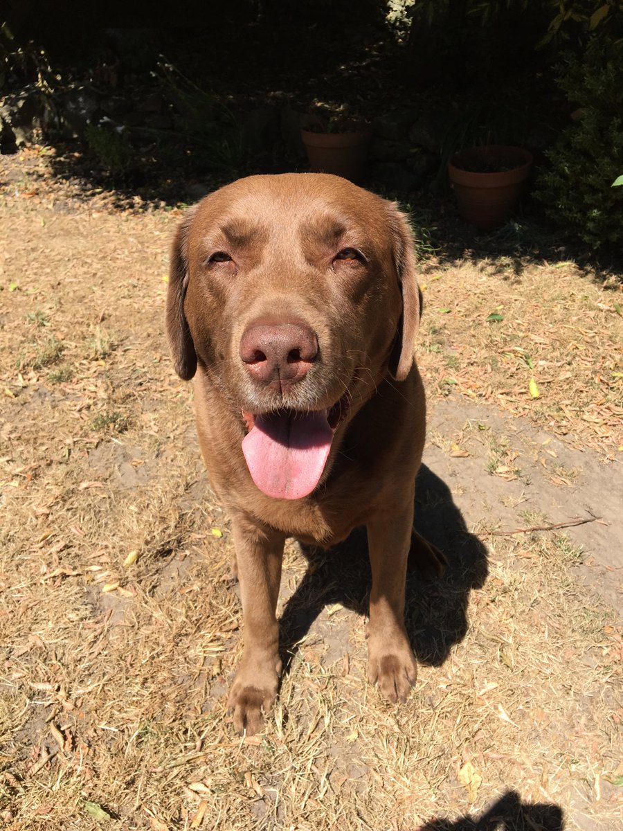 george_dog5's tweet photo. I am ok though!! Lots of shade if I choose! Keep cool @dogownersuk #woof #grrrrr #shadeplease https://t.co/30GDCqhcGH