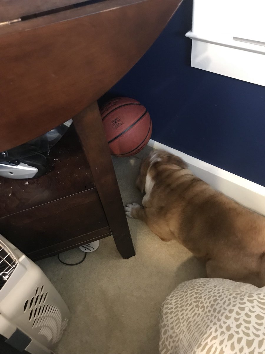 PennyFHurt's tweet photo. Found where Dad was hiding my basketball!!! Time to play all day!!! https://t.co/QKzew54huv