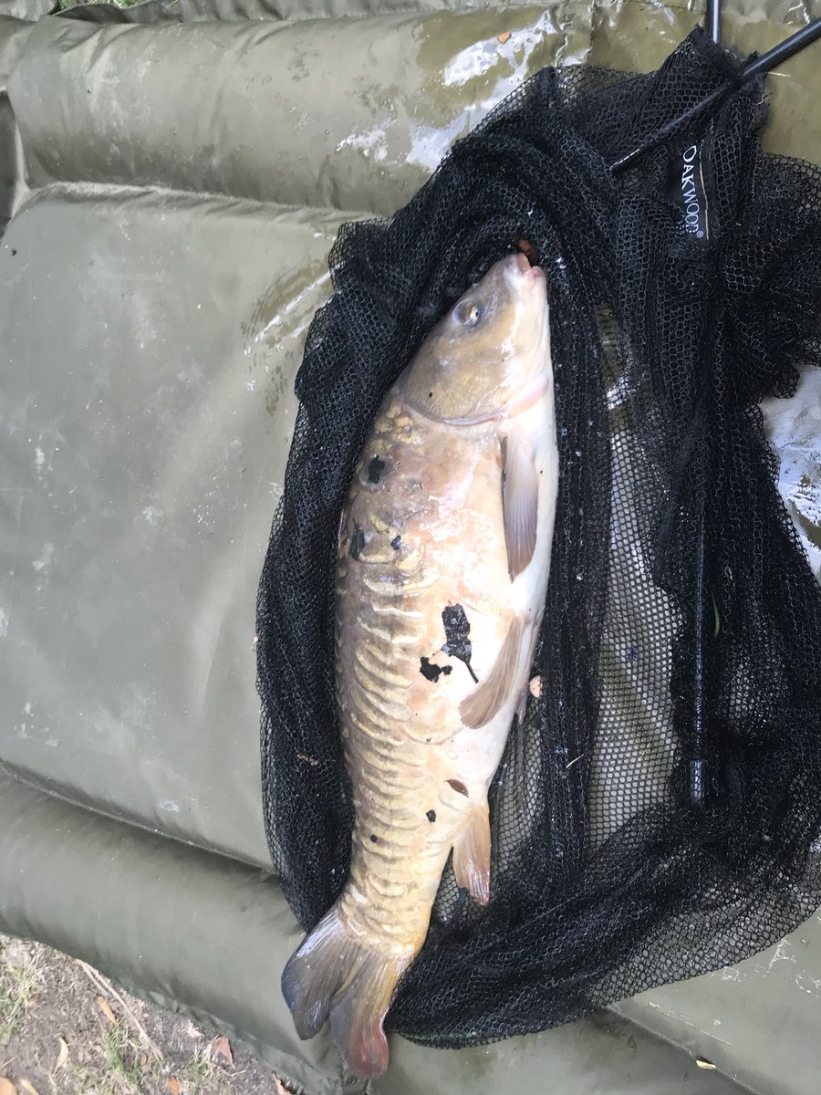 Fishingforcarp3's tweet photo. 24 @spring grange fishery leicester https://t.co/YrwQQifTkz