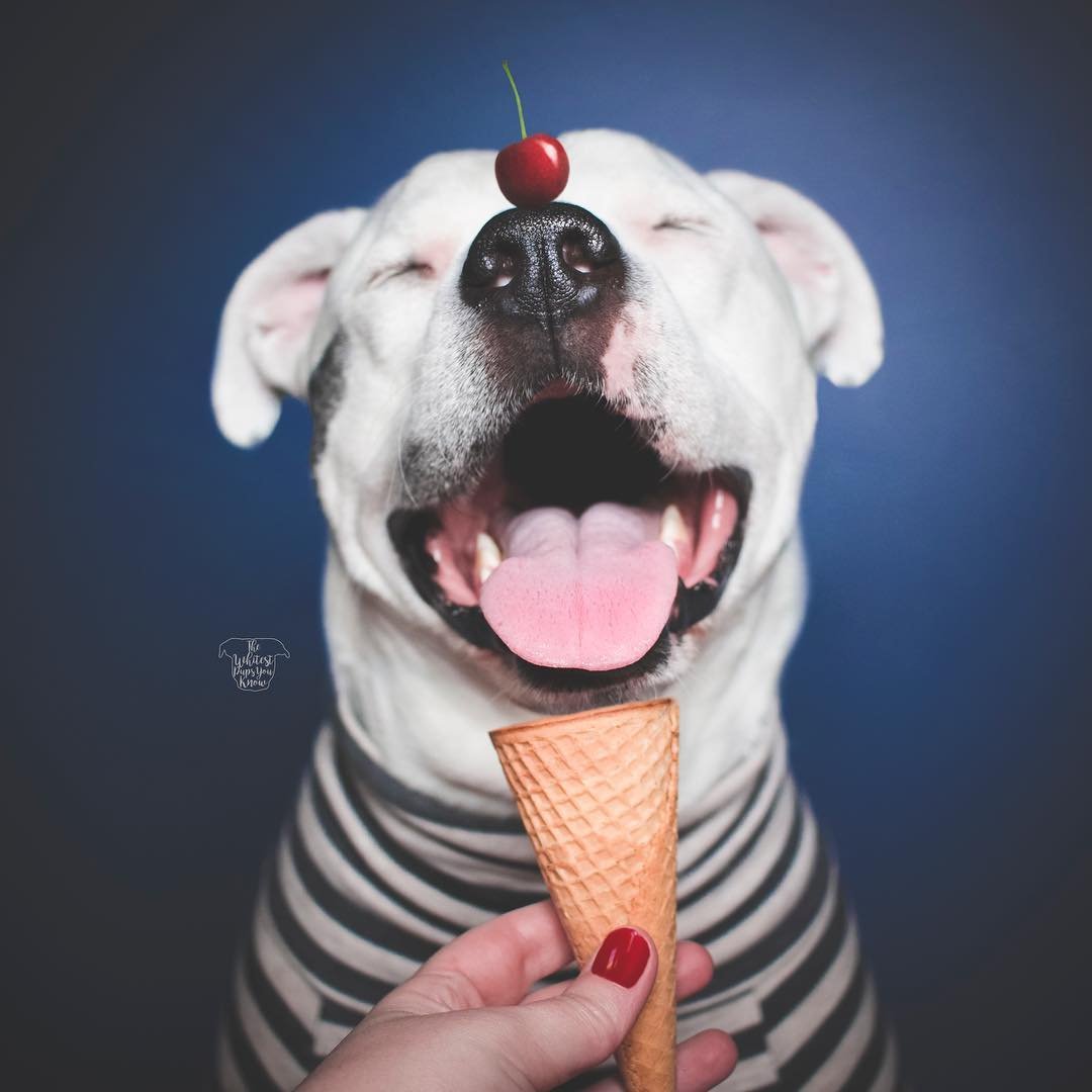 Happy National Ice Cream Day! 🍦  @thewhitestpupsyouknow

#NationalIcecreamday #icecream #dogs