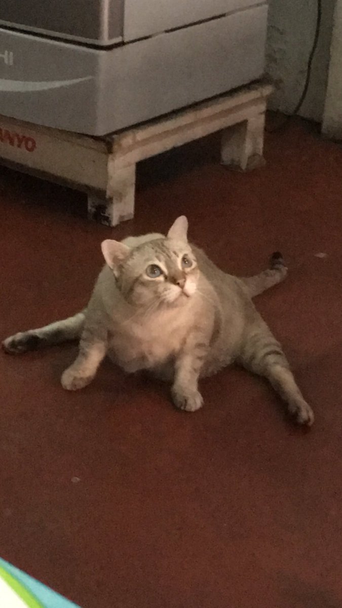 แมวที่ร้านป้าผัดไท...

หนูรู้กกกกก