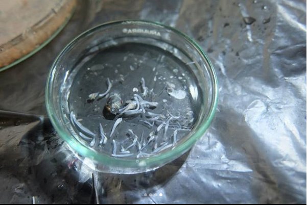 EMBRIO FPIK IPB tweet media