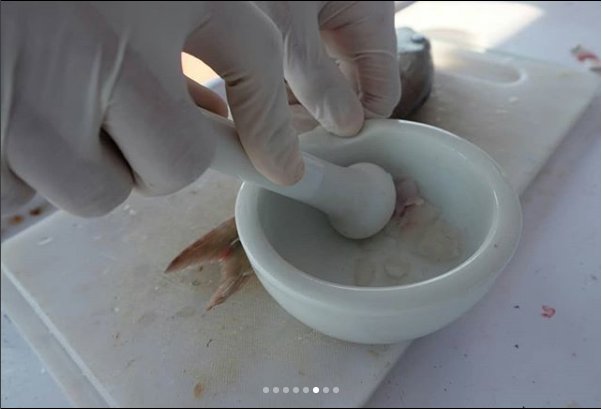 EMBRIO FPIK IPB tweet media