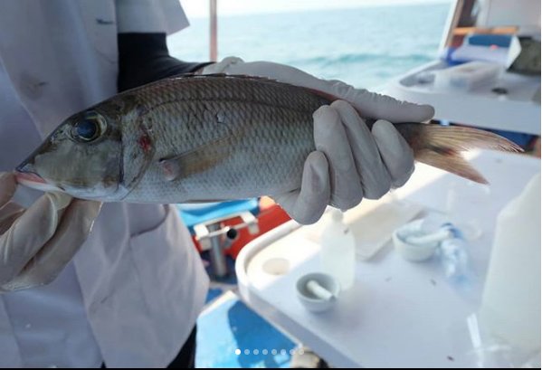 EMBRIO FPIK IPB tweet media