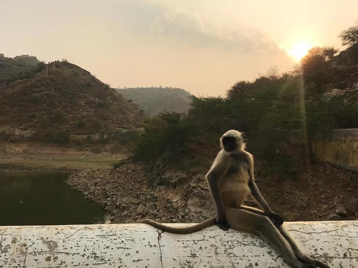 So chilled... 😎

ow.ly/Wb7v30kX7g9 
#monkeytime #jaipur #India
