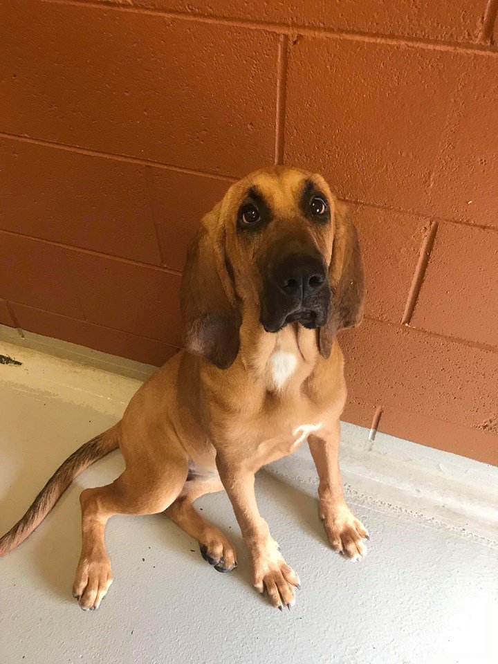 Peanut needs our help

chuffed.org/project/saving…