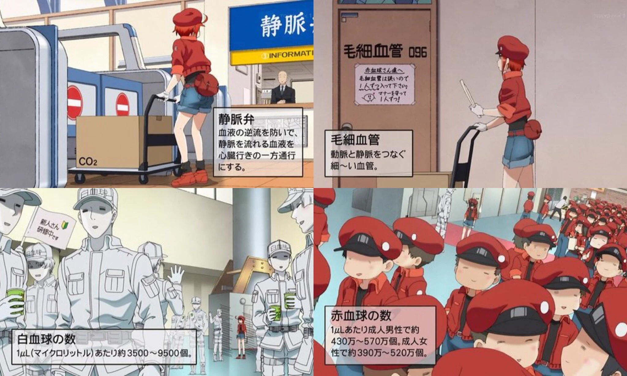 授業より勉強になる！？アニメのはたらく細胞がすごい！